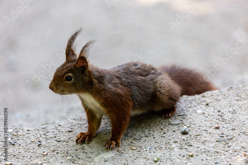 Small squirrel in a park