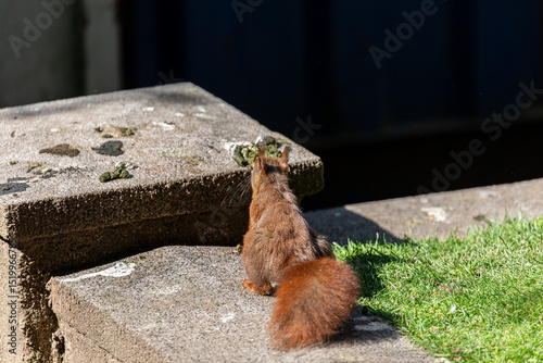 Small squirrel in a park