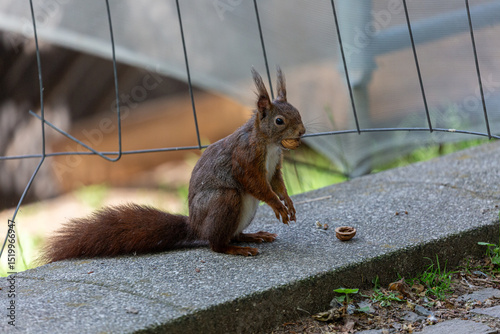 Small squirrel in a park