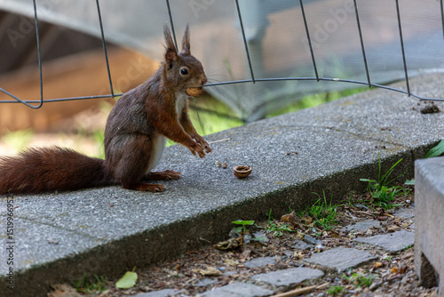 Small squirrel in a park