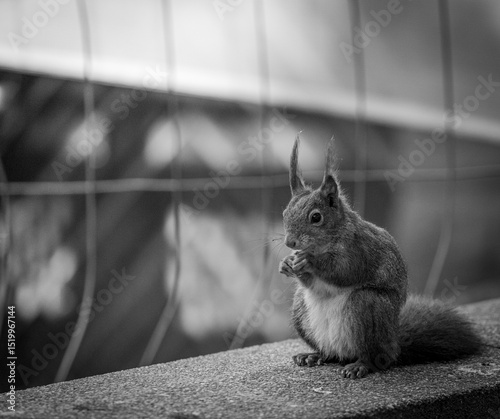 Small squirrel in a park