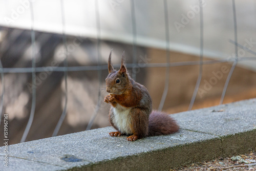 Small squirrel in a park