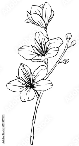 Minimilist a floral branch illustration featuring three outlined flowers and several buds in a monochrome design style vector
