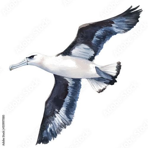 watercolor of Albatross, vector high quality, isolated on a white background.