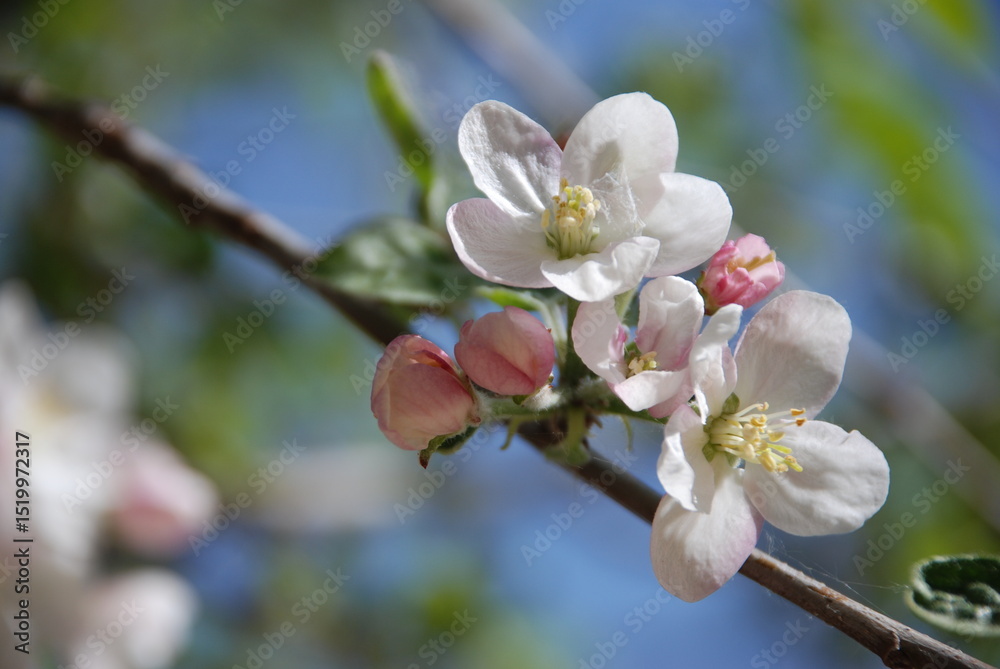 Obraz premium apple tree blossom
