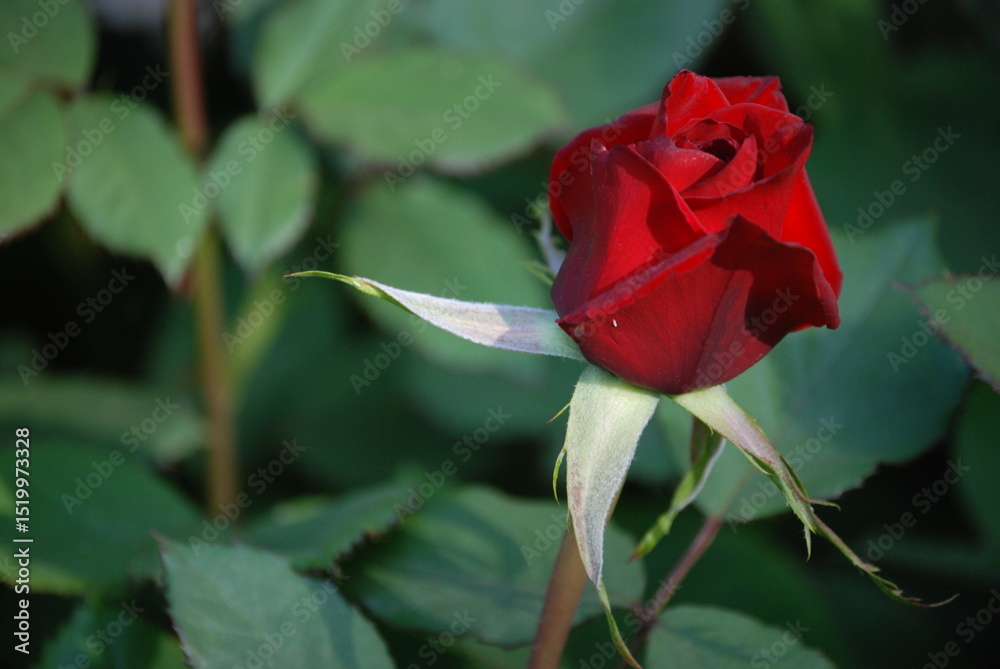 Obraz premium single red rose
