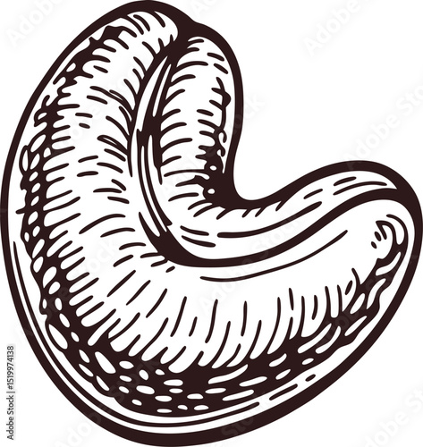 Vintage engraved illustration of cashew nut isolated on white background, hand drawn healthy snack