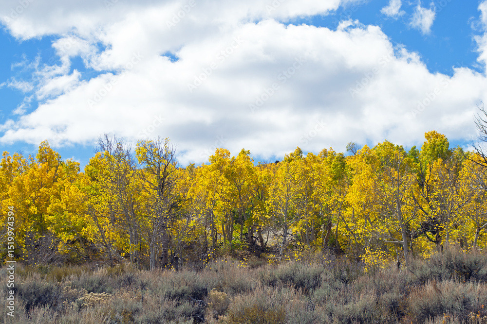 Fototapeta premium June Lake Aspens