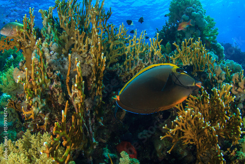 Fototapeta Naklejka Na Ścianę i Meble -  Exotic fish with black color and yellow strips walks in the reef of the fire coral.