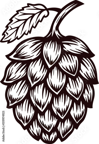 Vintage engraved illustration of a hop cone with leaf isolated on white background hand drawn botanical