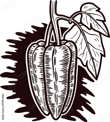 Hand drawn bell pepper with leaf in vintage engraving on white background illustration