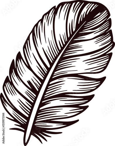 Hand drawn feather isolated sketch vintage engraved illustration of a single plume with detailed linework