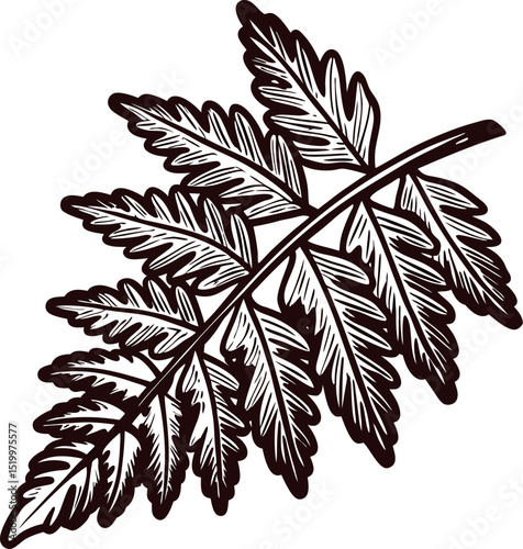 Detailed hand drawn fern leaf illustration isolated on white background vintage botanical sketch