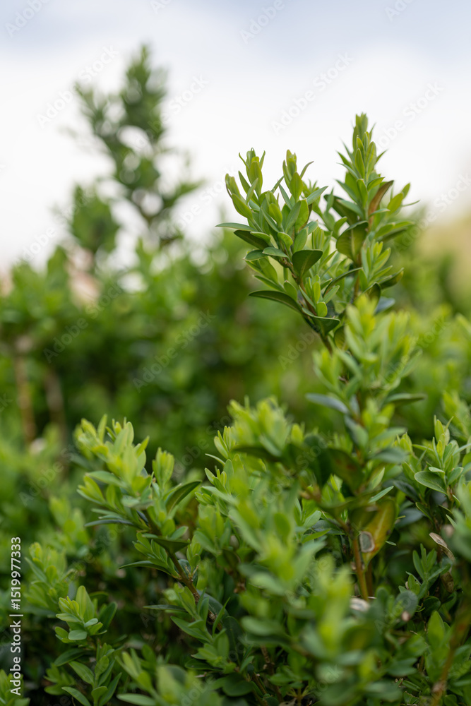Obraz premium Fresh green leaves of boxwood on a tree. 