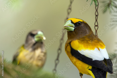 A vibrant male yellow Evening Grosbeak sitting in a feeder with a female bird on the spruce tree with green needles in spring backyard garden. photo