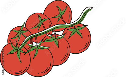 Hand-drawn illustration of a cluster of ripe tomatoes on the vine.