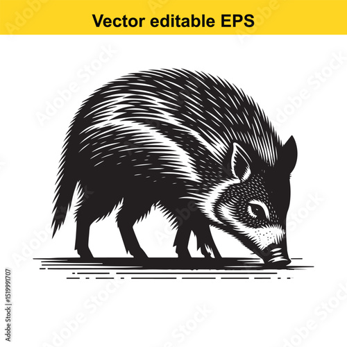 Black and white woodcut style illustration of a collared peccary