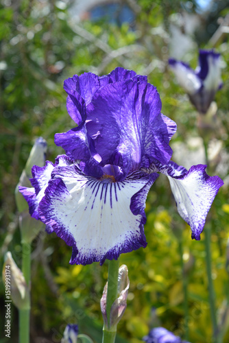 Tall bearded iris,  known as Art Deco