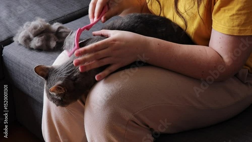 woman grooming gray tabby cat with pink comb while cat lies calmly on her lap, pile of fur visible on sofa, concept of pet hygiene, shedding control, daily cat care routine