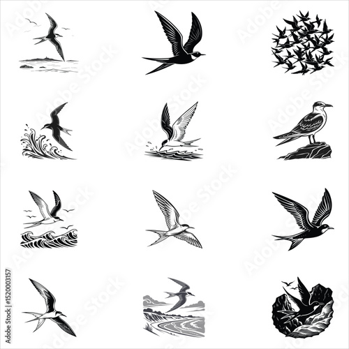 Common Tern Svg 