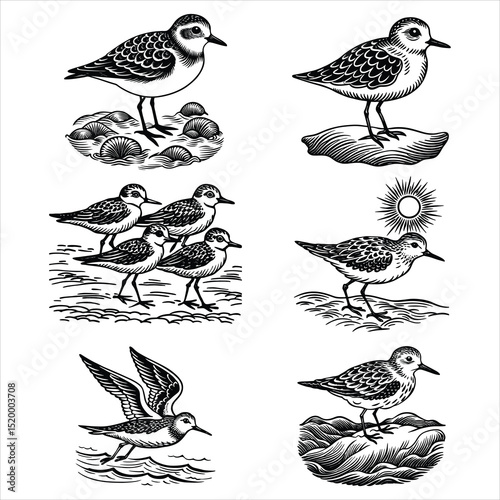 Cute Sanderling Bird Svg Bundle 