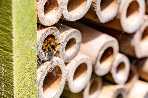 Solitary bees nesting in a wooden bee hotel