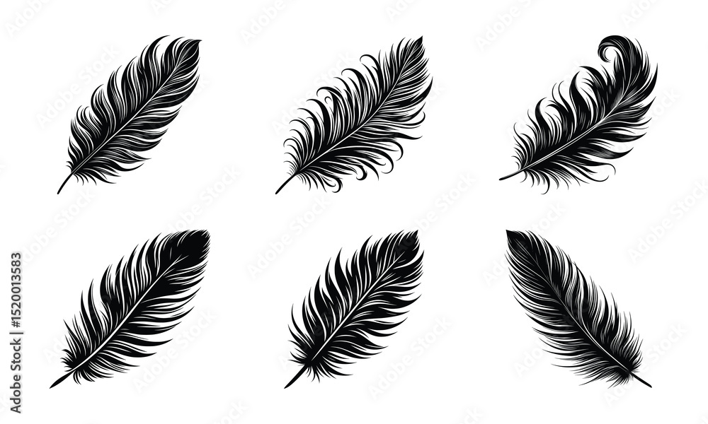 Obraz premium Different bird feather set bundle collection vector illustration isolated on a white background