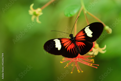 butterfly on a flower