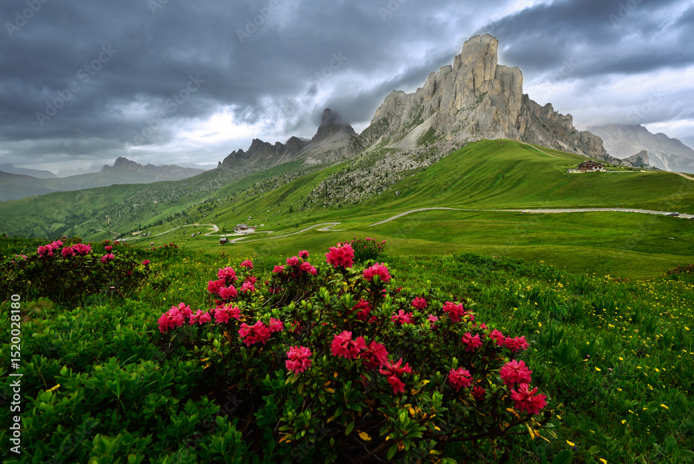 Fototapeta premium alpine meadow in the alps