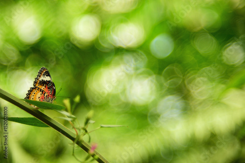 butterfly on green grass