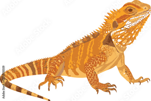 Bearded Dragon Lizard .  Detailed Vector Illustration of Reptile in Natural Colors