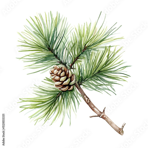 A Pine Plant, watercolor vector, high quality, isolated on a white background.