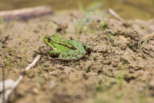 Green frog on the edge of a pond