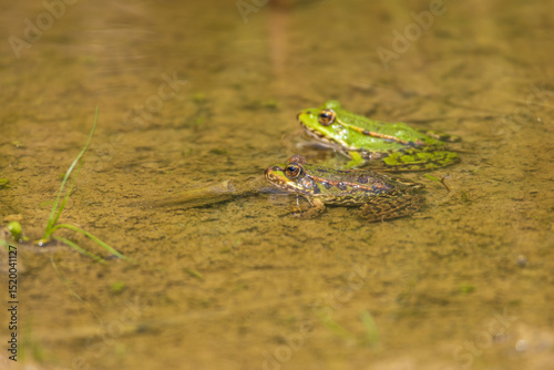 Green frog on the edge of a pond