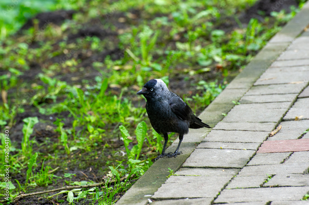 Obraz premium a daw on the ground