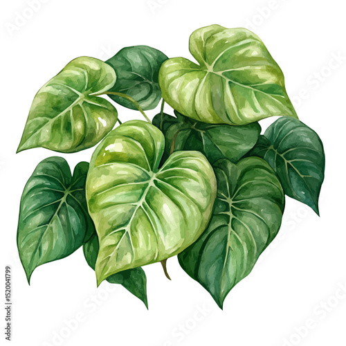 A Philodendron Plant, watercolor vector, high quality, isolated on a white background.