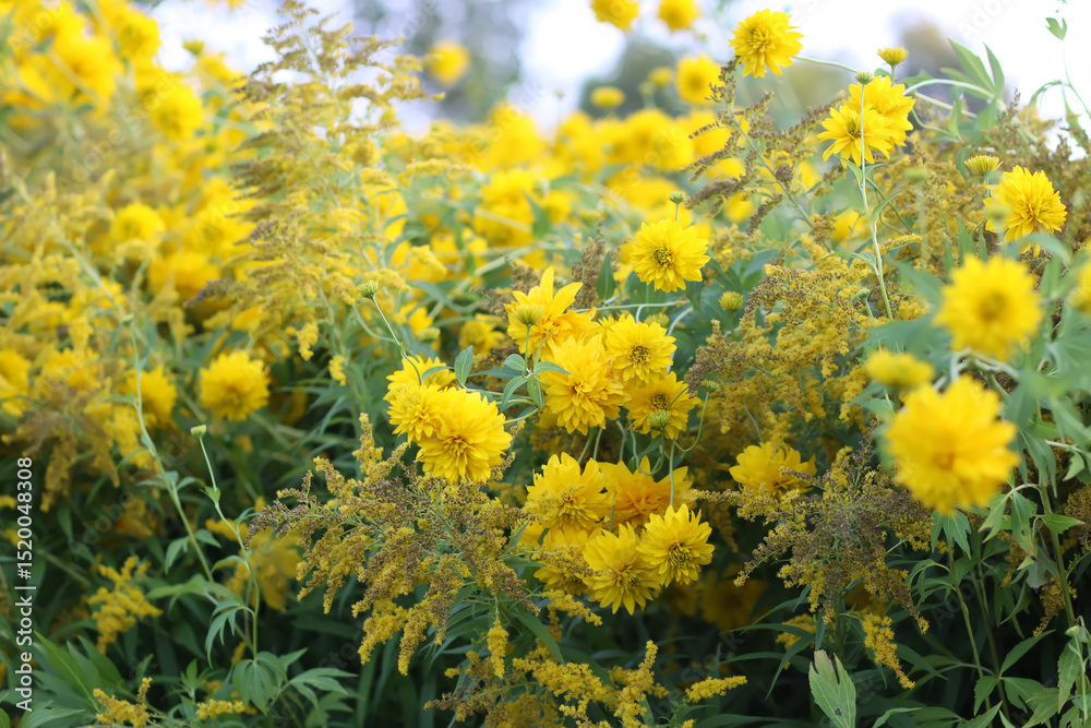 Obraz premium Rudbeckia Golden ball yellow flowers.