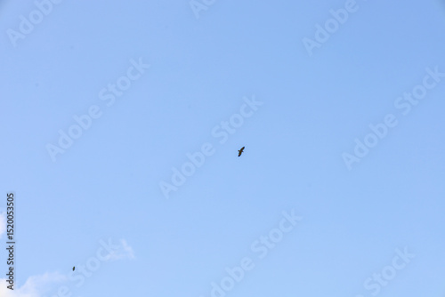 A bird soars in a clear blue sky, its silhouette sharply defined against the vast expanse. Another, smaller bird is barely visible in the distance, adding a sense of scale to the scene of pure sky and
