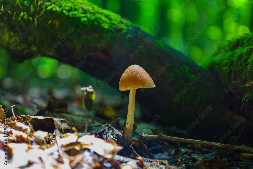 Fototapeta premium A squat mushroom with a wide cap and a light stem grows on the forest floor among fallen leaves and roots, creating an atmospheric macro shot of the forest ecosystem. The image emphasizes the mystery 