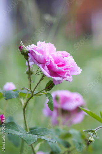 Garden roses in bloom. Beautiful romantic flowers growing outdoors.
