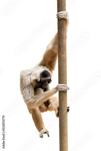 Photos White Cheeked Gibbon or Lar Gibbon isolated on white background