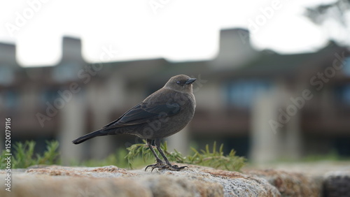 birds on the rock