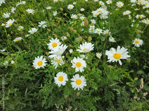 Fototapeta Naklejka Na Ścianę i Meble -  
Summer chamomile. Matricaria flower. A planting of daisies in a garden. It is a wild flower that looks like a daisy.