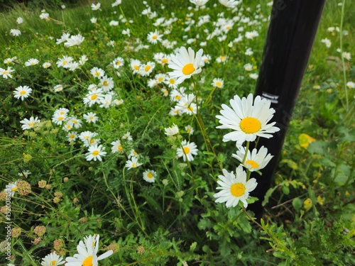 Fototapeta Naklejka Na Ścianę i Meble -  
Summer chamomile. Matricaria flower. A planting of daisies in a garden. It is a wild flower that looks like a daisy.