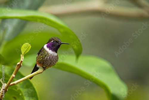 Detailed photography of the Purple-throated Woodstar (Philodice mitchellii), a southamerican hummingbird perched on a branch in the cloudforest photo
