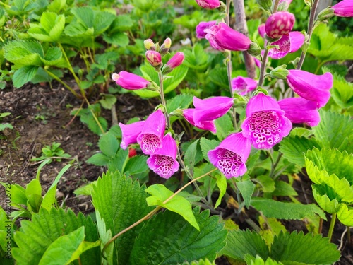 Fototapeta Naklejka Na Ścianę i Meble -  Digitalis purpurea in the garden. Common foxglove in the rural garden - medical plant, folk medicine. 