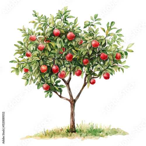 watercolor vector of A Nectarine Tree, high quality, isolated on a white background.
