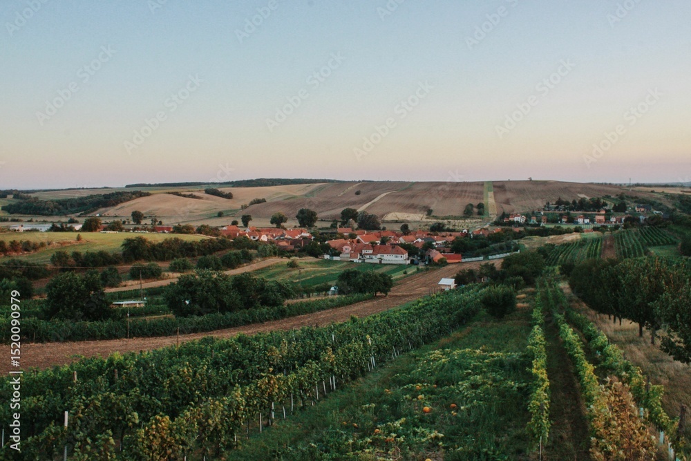 Fototapeta premium vineyard in the morning