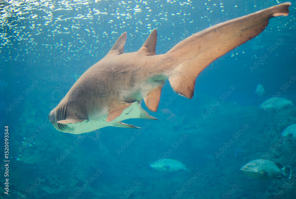 Fototapeta premium Large shark swims gracefully through a deep blue aquarium surrounded by smaller fish and gentle bubbles