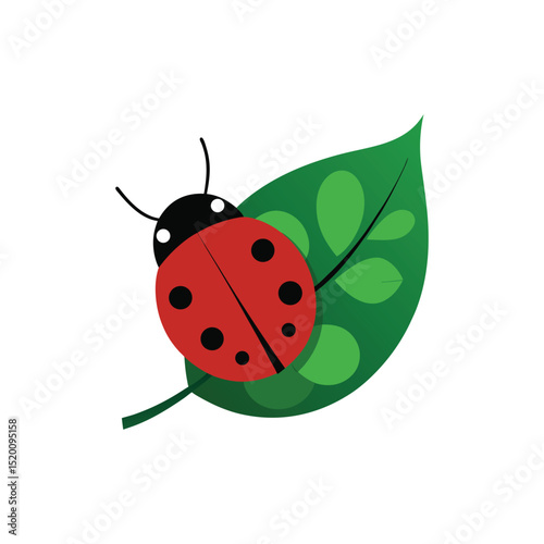 ladybug on a leaf vector